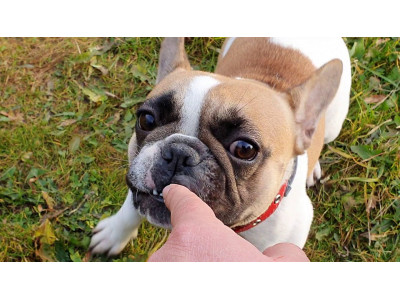 Understanding French Bulldog Bites: Causes and Prevention